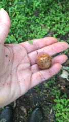 Amphibolips quercusjuglans