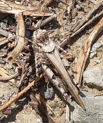 Acrotylus