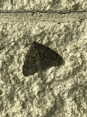 Nepytia pellucidaria