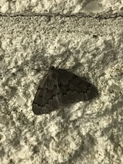 Nepytia pellucidaria