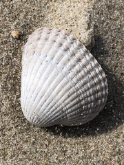 Cerastoderma edule
