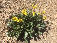 Senecio neowebsteri