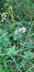 Origanum vulgare