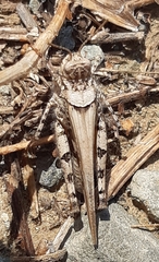 Acrotylus