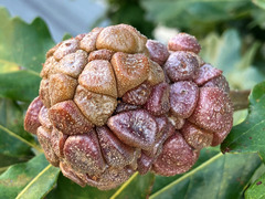 Andricus quercusstrobilanus