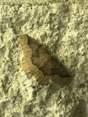 Lambdina fiscellaria