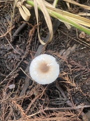 Leucoagaricus rubrotinctus