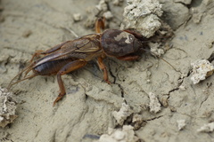 Gryllotalpa gryllotalpa
