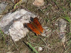 Polygonia satyrus