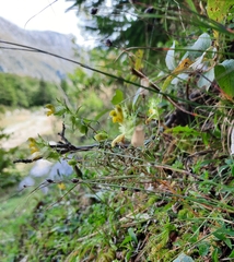 Rhinanthus glacialis