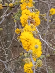 Vachellia caven