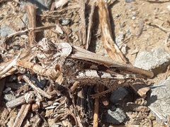 Acrotylus