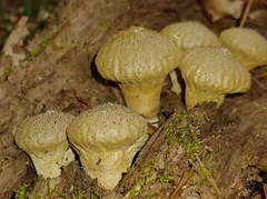 Lycoperdon perlatum