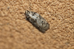Philobota baryptera