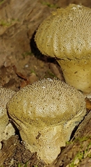 Lycoperdon perlatum