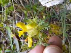 Rhinanthus glacialis