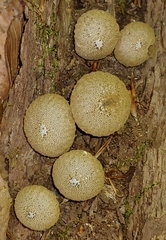 Lycoperdon perlatum