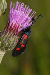 Zygaena lonicerae