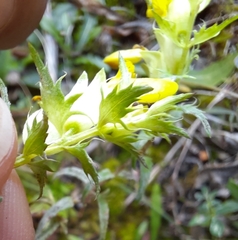 Rhinanthus glacialis