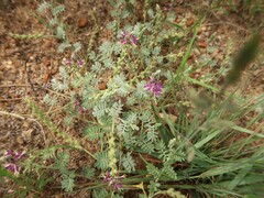 Dalea lanata lanata