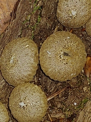Lycoperdon perlatum