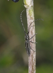 Agapanthia cardui