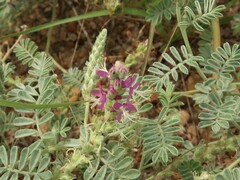 Dalea lanata lanata