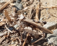 Acrotylus