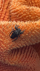 Cyrtophora citricola