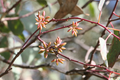 Eucalyptus blakelyi