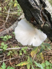 Pleurotus pulmonarius