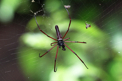 Nephila