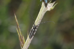Agapanthia cardui