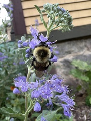 Bombus impatiens