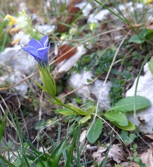 Gentianopsis ciliata