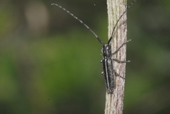 Agapanthia cardui