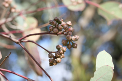 Eucalyptus blakelyi