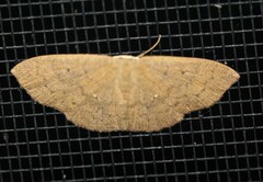 Cyclophora obstataria