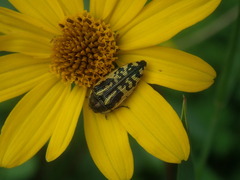 Acmaeodera amplicollis