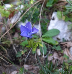 Gentianopsis ciliata