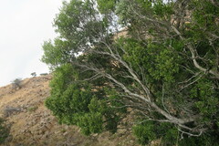 Pterocelastrus echinatus