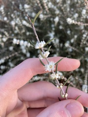 Hypocalymma angustifolium