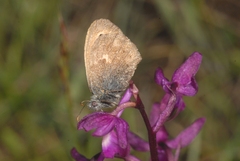 Coenonympha pamphilus