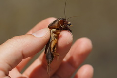 Gryllotalpa gryllotalpa
