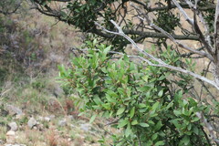 Pterocelastrus echinatus