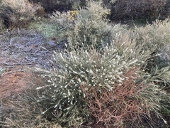 Hypocalymma angustifolium