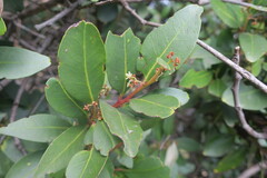 Pterocelastrus echinatus