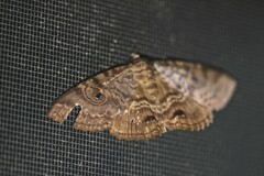 Speiredonia spectans