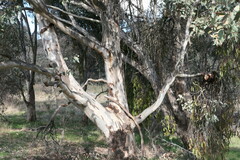 Eucalyptus blakelyi