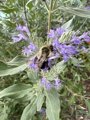 Bombus impatiens